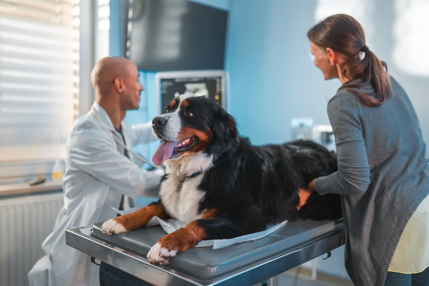 Bernese Mountain dog in an ultrasound room. A mature Caucasian female is holding the dog to stay still on the examination table. A young male veterinarian is examining the dog.