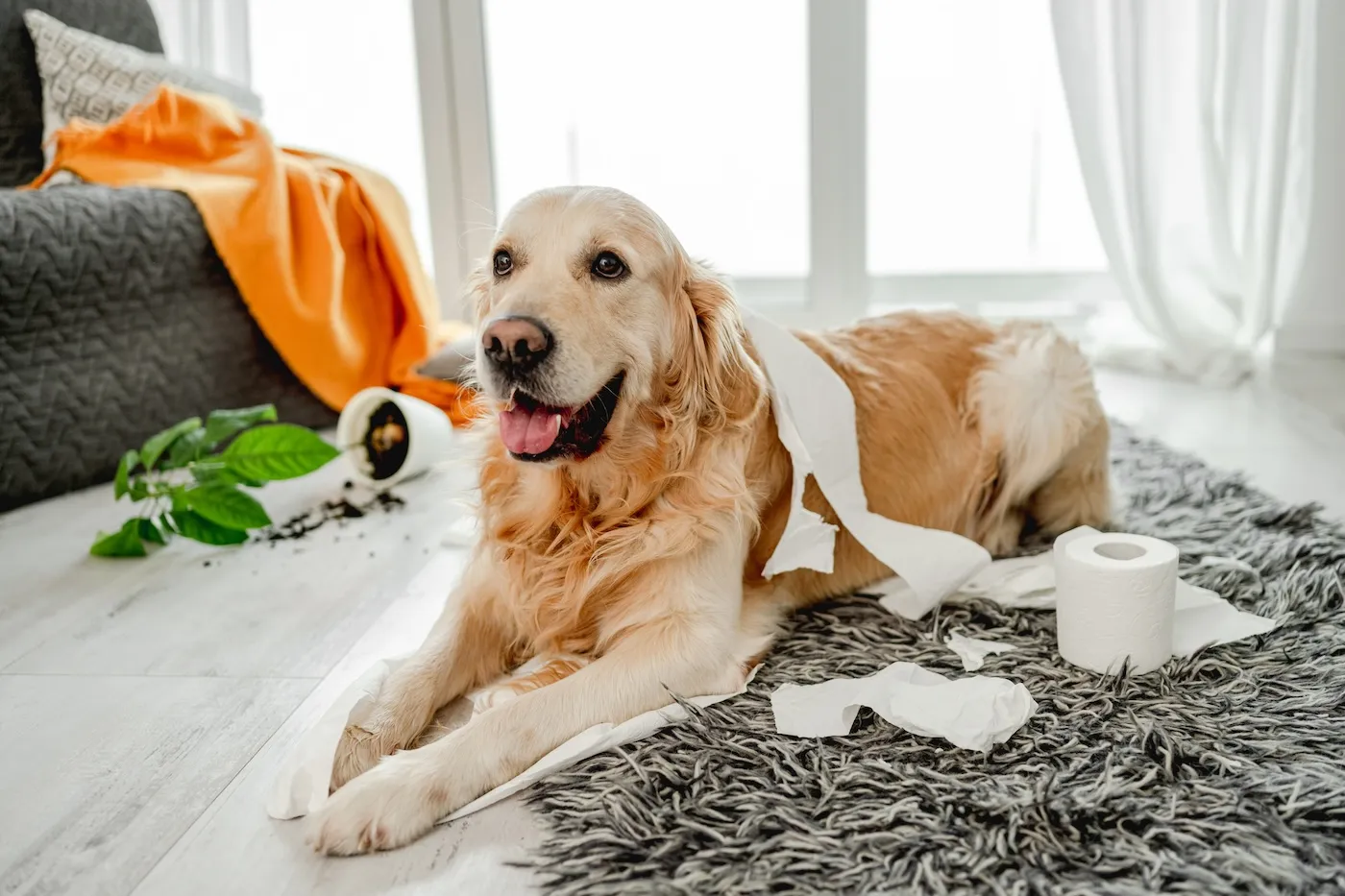 A golden retriever dog playing with toilet paper in living room and a broken plant.